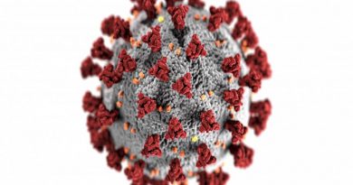 Estudo anticorpos retirados de lhamas podem neutralizar o coronavírus