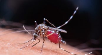 Alternativa para o tratamento da malária por Plasmodium vivax